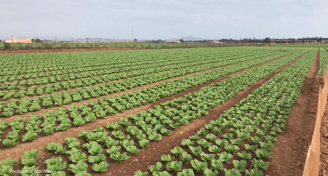 Comunicado de Pacto por el Mar Menor sobre Fundación Ingenio - 1, Foto 1