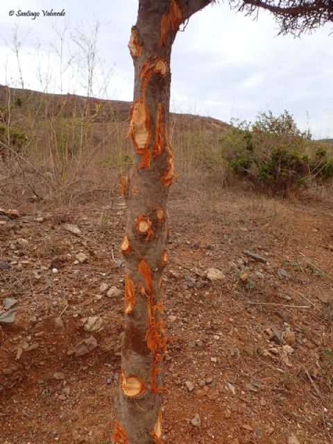 Denuncian la poda salvaje e innecesaria de un grupo de árboles autóctonos protegidos - 1, Foto 1