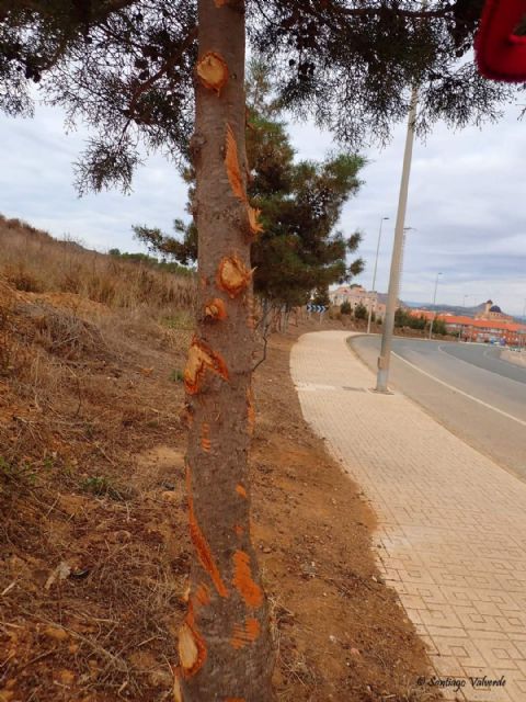 Denuncian la poda salvaje e innecesaria de un grupo de árboles autóctonos protegidos - 2, Foto 2