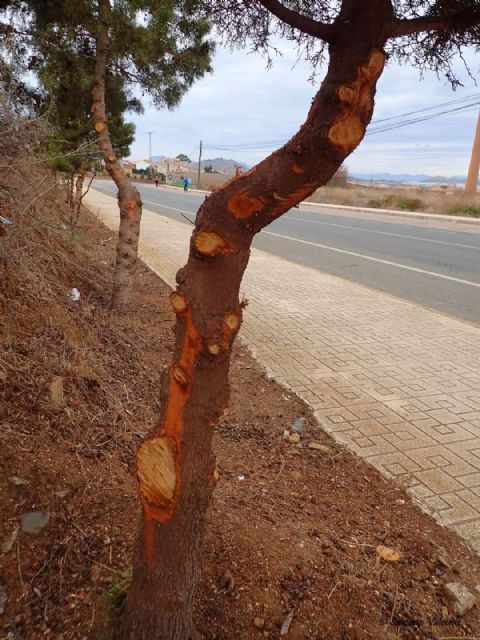 Denuncian la poda salvaje e innecesaria de un grupo de árboles autóctonos protegidos - 5, Foto 5