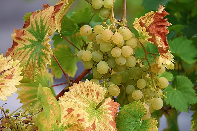 Los otorrinolaringólogos advierten que los menores de 5 años no deben comer uvas en Nochevieja - 1, Foto 1