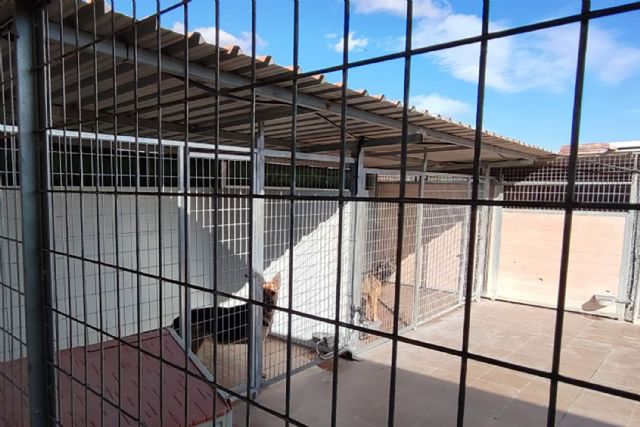 El Centro de Protección Animal amplía sus instalaciones para mejorar la atención a los animales vagabundos - 3, Foto 3