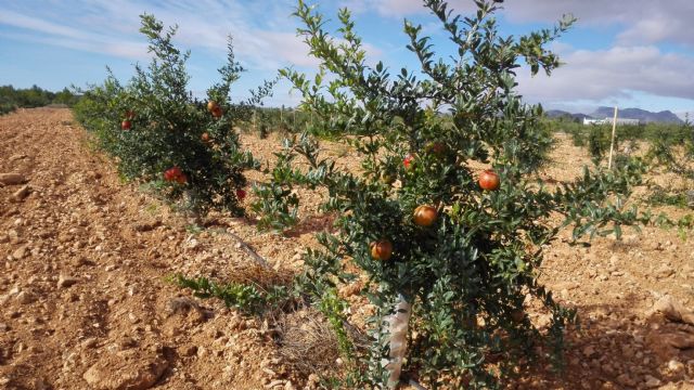 Agricultura estudia las variedades de granado que mejor se adaptan a la zona del Noroeste de la Región - 1, Foto 1