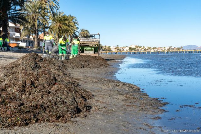 Infraestructuras sostiene que la retirada de algas en las playas del Mar Menor es la habitual y se realiza de forma manual - 1, Foto 1