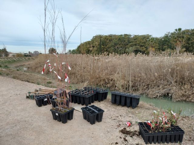 Plantan un bosque de ribera con un centenar de árboles para impulsar el entorno natural del río Segura y proteger la biodiversidad - 4, Foto 4