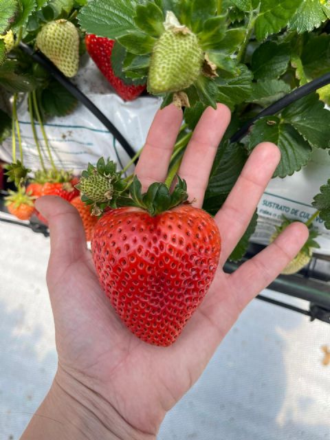 Hidroponía murciana para la fresa de Uruguay: el modelo que está transformando el cultivo sin suelo en el país - 2, Foto 2