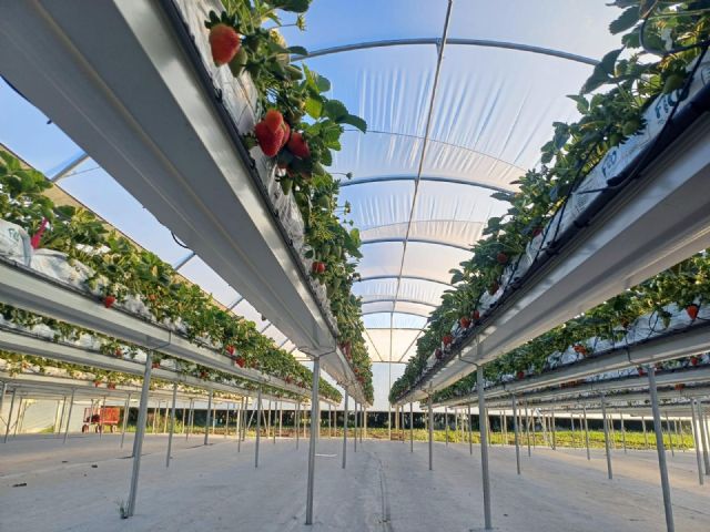 Hidroponía murciana para la fresa de Uruguay: el modelo que está transformando el cultivo sin suelo en el país - 3, Foto 3