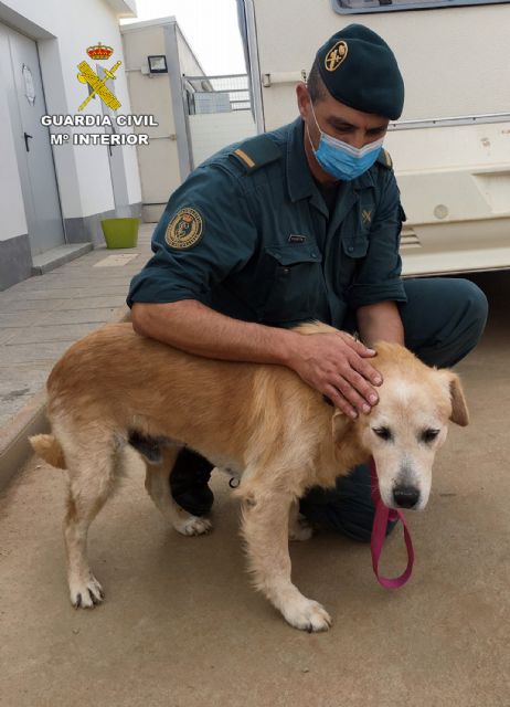 La Guardia Civil investiga a dos vecinos de Murcia y Cartagena por sendos delitos de abandono animal - 3, Foto 3