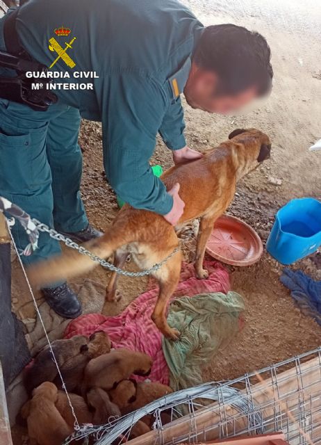 La Guardia Civil libera a una perra y a sus nueve cachorros de un entorno con malas condiciones higiénico-sanitarias - 1, Foto 1