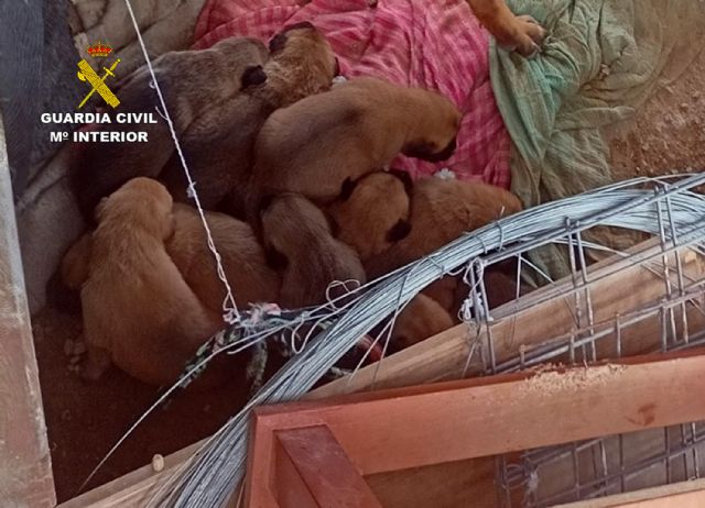 La Guardia Civil libera a una perra y a sus nueve cachorros de un entorno con malas condiciones higiénico-sanitarias - 2, Foto 2