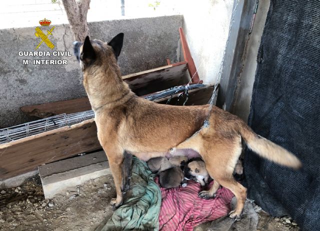 La Guardia Civil libera a una perra y a sus nueve cachorros de un entorno con malas condiciones higiénico-sanitarias - 3, Foto 3