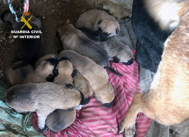 La Guardia Civil libera a una perra y a sus nueve cachorros de un entorno con malas condiciones higiénico-sanitarias - 4, Foto 4