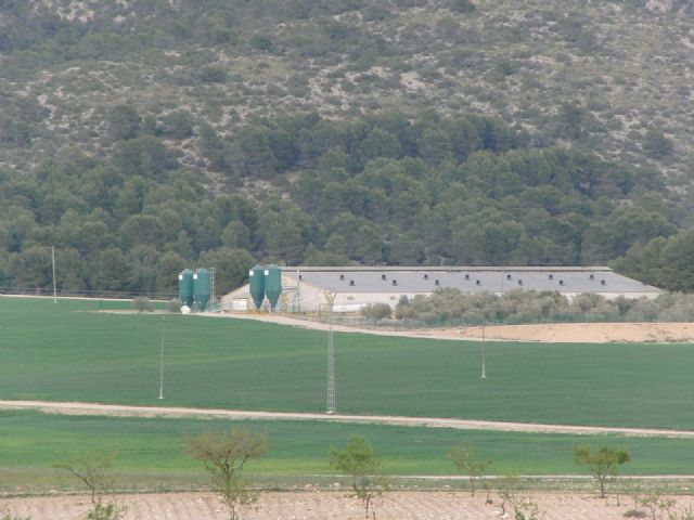 Ecologistas en Acción alega contra la ampliación de una macrogranja en Nogalte, Lorca - 1, Foto 1