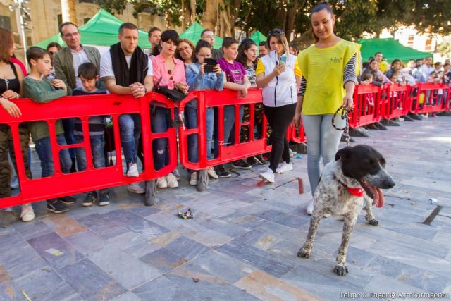 Centenares de amigos de los animales disfrutan en la Plaza San Francisco con los perros participantes en la Feria de Adopción - 1, Foto 1