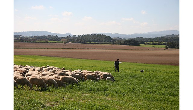 UPA reclama no dejar fuera de las ayudas al almacenamiento a ninguno de los afectados por la pandemia - 1, Foto 1