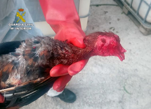 La Guardia Civil desmantela en Totana un tentadero ilegal dedicado a peleas de gallos - 4, Foto 4