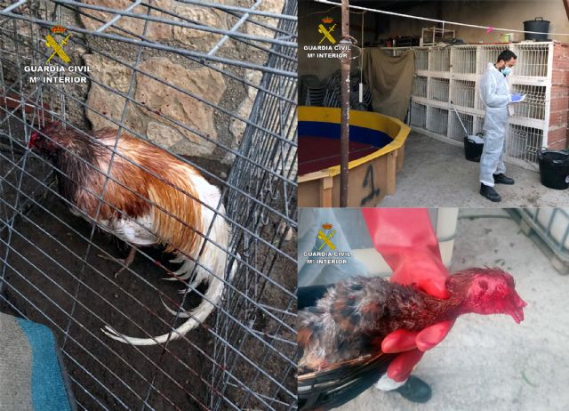   [La Guardia Civil desmantela en Totana un tentadero ilegal dedicado a peleas de gallos, Foto 8