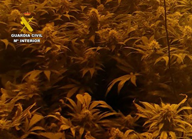 La Guardia Civil detiene a los seis integrantes de un clan familiar dedicado al cultivo ilícito de marihuana - 1, Foto 1