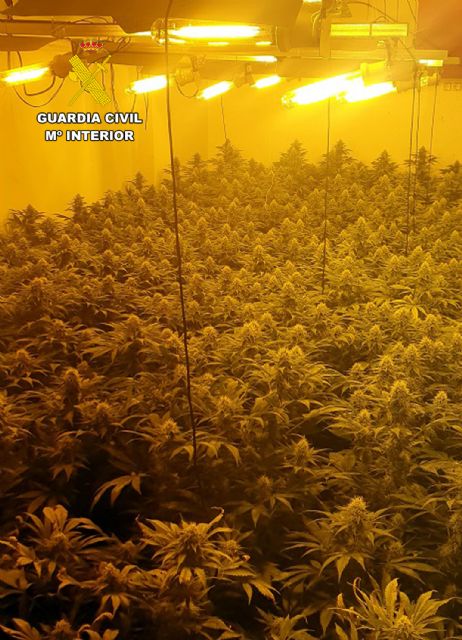 La Guardia Civil detiene a los seis integrantes de un clan familiar dedicado al cultivo ilícito de marihuana - 2, Foto 2