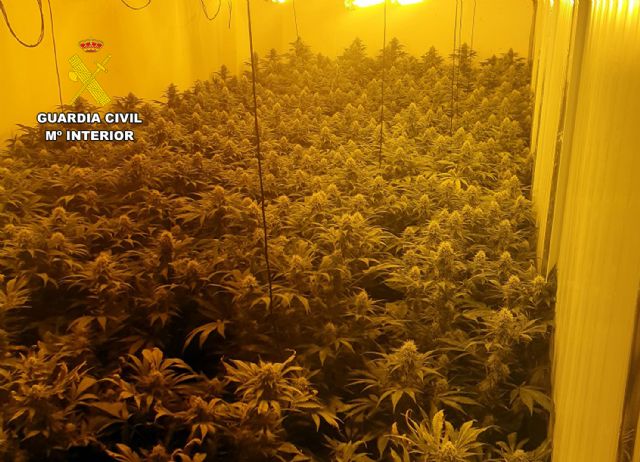 La Guardia Civil detiene a los seis integrantes de un clan familiar dedicado al cultivo ilícito de marihuana - 3, Foto 3