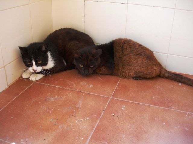Los analisis veterinarios concluyen que los gatos recogidos en el Molinete no estan identificados, ni vacunados ni desparasitados - 1, Foto 1