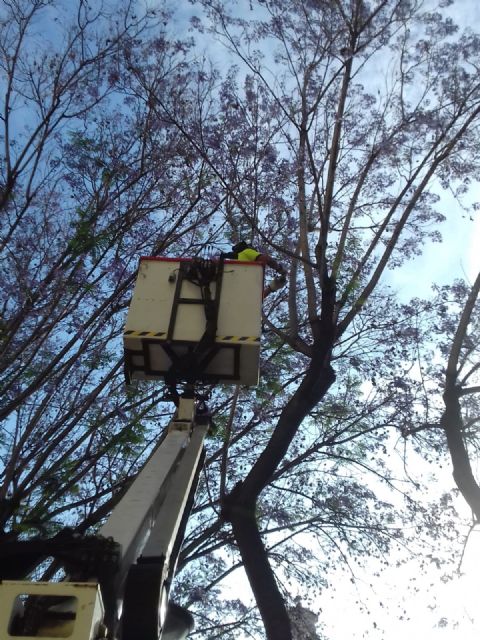 Parques y Jardines utiliza insectos para conservar el arbolado del municipio - 2, Foto 2