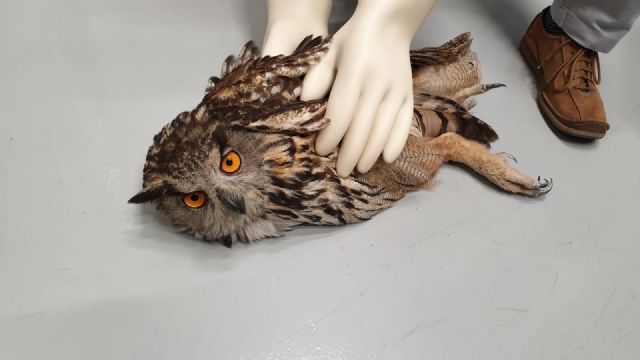 Rescatado un Búho Real en Lorquí - 1, Foto 1