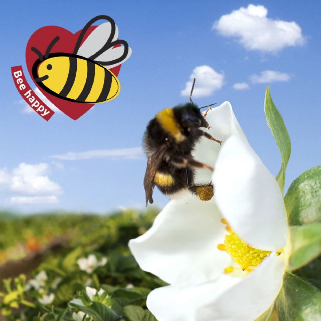 SanLucar se vuelca en el cuidado de las abejas - 2, Foto 2