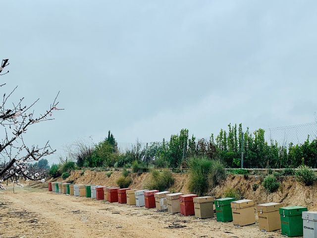 SanLucar se vuelca en el cuidado de las abejas - 3, Foto 3