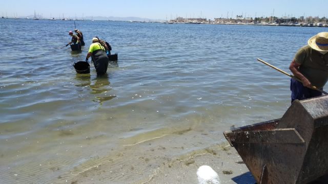 Ayuntamiento y Comunidad refuerzan la retirada de algas y la limpieza en las playas del municipio - 2, Foto 2