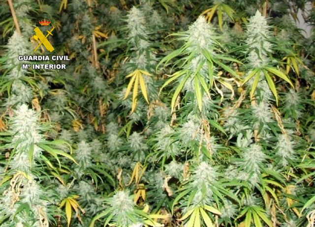 La Guardia Civil detiene a una pareja en Cartagena que tenía un invernadero de marihuana en su domicilio - 2, Foto 2