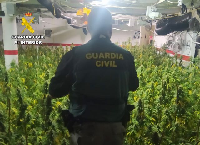 La Guardia Civil detiene a una pareja en Cartagena que tenía un invernadero de marihuana en su domicilio - 4, Foto 4