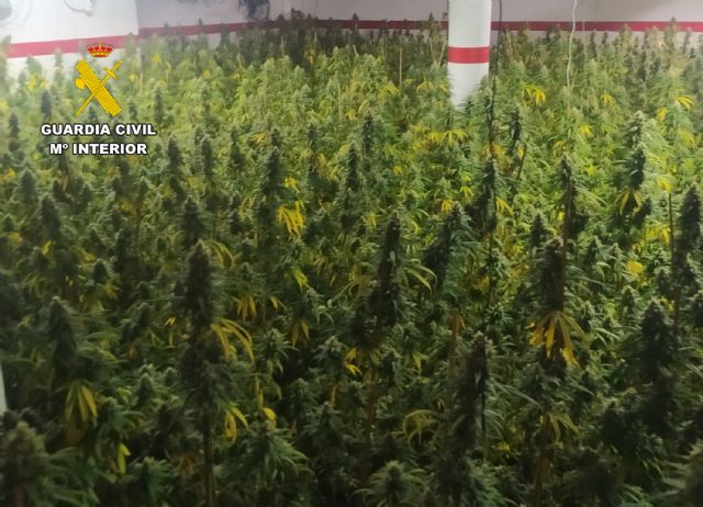 La Guardia Civil detiene a una pareja en Cartagena que tenía un invernadero de marihuana en su domicilio - 5, Foto 5