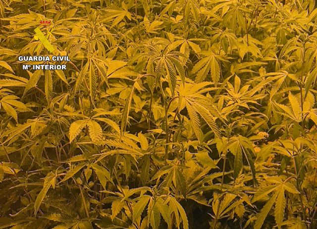 La Guardia Civil desmantela un grupo delictivo que cultivaba gran cantidad de marihuana en Ricote - 5, Foto 5
