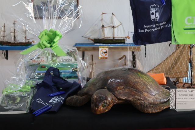 “Pedrimar”, nombre ganador para la tortuga carey del Museo del Mar - 3, Foto 3