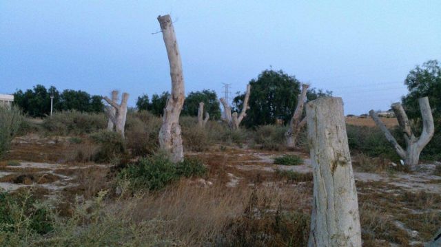 CTSSP preguntará por el mal estado de los ficus trasplantados de la avenida de América - 1, Foto 1