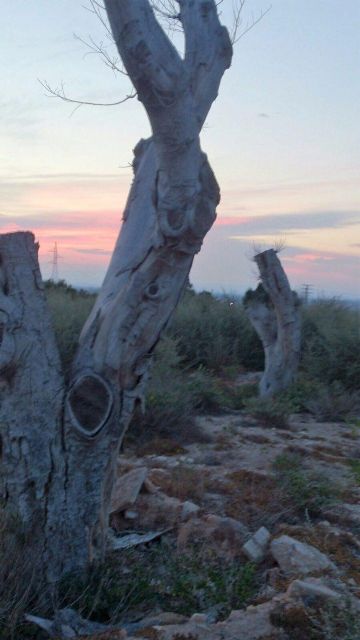 CTSSP preguntará por el mal estado de los ficus trasplantados de la avenida de América - 2, Foto 2