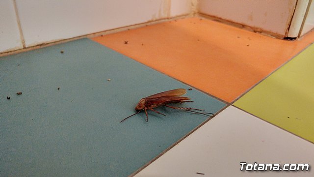Video-denuncia del AMPA del Colegio Comarcal Deitania sobre deficiencias en las instalaciones del centro así como la presencia de cucarachas, Foto 6