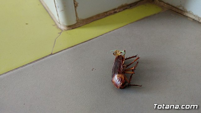Video-denuncia del AMPA del Colegio Comarcal Deitania sobre deficiencias en las instalaciones del centro así como la presencia de cucarachas, Foto 7