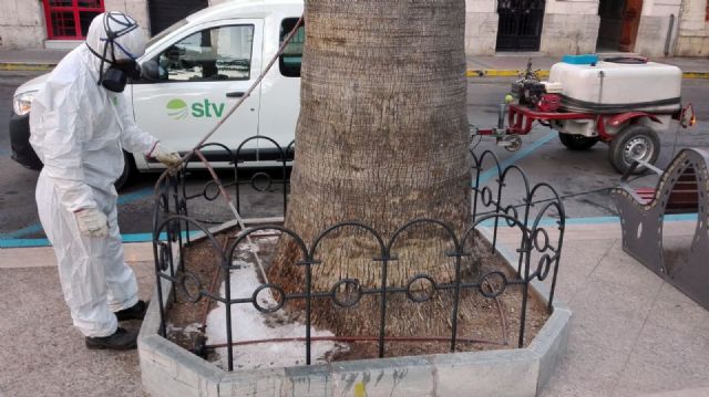 El Ayuntamiento de Águilas aplica tratamientos fungicidas a varias palmeras del municipio - 1, Foto 1