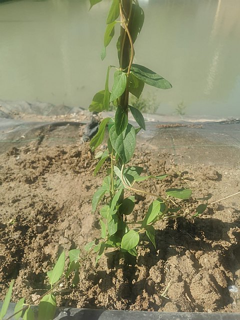 Decenas de voluntarios plantan más de 300 árboles y especies vegetales de ribera con motivo del Día mundial del árbol - 3, Foto 3