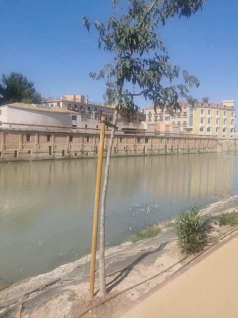 Decenas de voluntarios plantan más de 300 árboles y especies vegetales de ribera con motivo del Día mundial del árbol - 4, Foto 4
