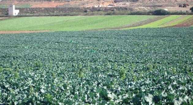 El Ayuntamiento de Puerto Lumbreras aprueba solicitar la reparación del Camino Cañada de Alba y las vías de servicio de la A-7 - 1, Foto 1