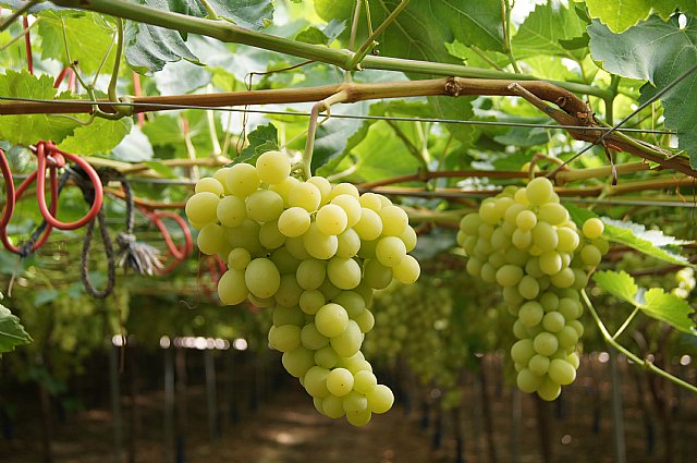 Comienza la temporada de uvas Alcampo Producción Controlada - 1, Foto 1