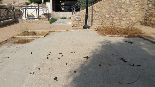 El PP exige una intervención integral de limpieza, desinfección y mantenimiento en los barrios altos ante la lamentable imagen que presentan desde hace meses - 5, Foto 5