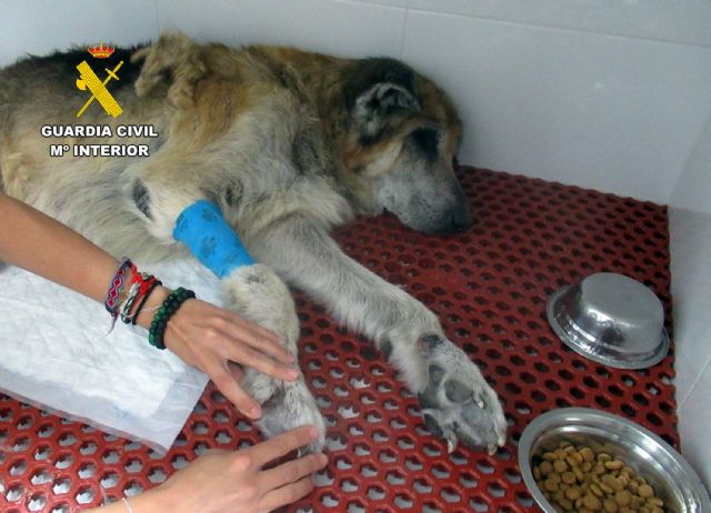 La Guardia Civil investiga en Mazarrón al propietario de unos perros por maltrato animal - 2, Foto 2