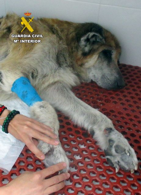 La Guardia Civil investiga en Mazarrón al propietario de unos perros por maltrato animal - 3, Foto 3