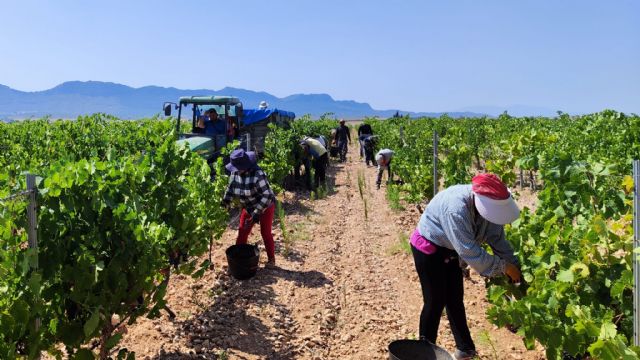 Se inicia la vendimia en la DOP Jumilla - 3, Foto 3