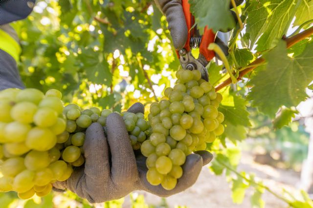 Se inicia la vendimia en la DOP Jumilla - 4, Foto 4