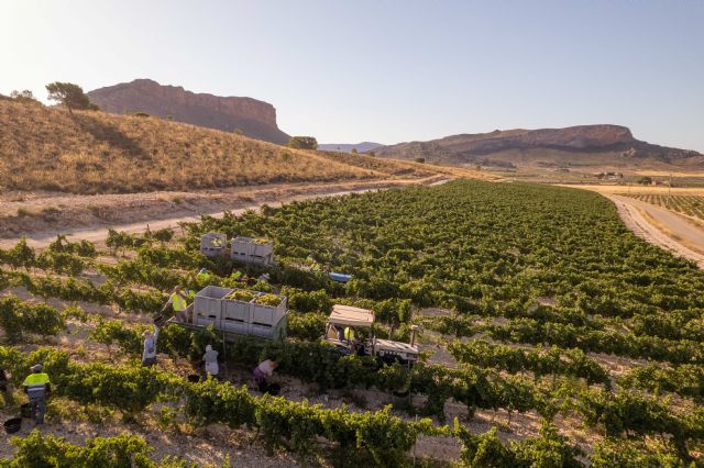Se inicia la vendimia en la DOP Jumilla - 5, Foto 5